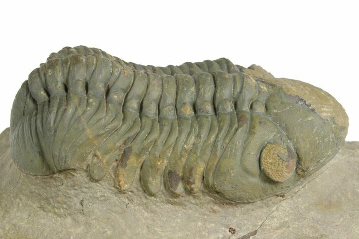 Detailed Reedops Trilobite - Orange Eye Facets #348417